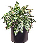 2' Silk Chinese Evergreen, Single  
Item#: S22051