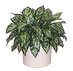2' Silk Chinese Evergreen, Double  
Item#: S22052