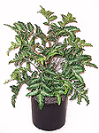 3' Silk Bracken Fern  
Item#: S22175