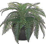 2.5' Silk River Fern  
Item#: S22176