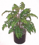 3' Silk Leather Fern  
Item#: S22177