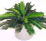 2' Silk Sago palm bush  
Item#: S22221