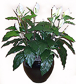 3' Silk Peace Lily, Double  
Item#: S23812