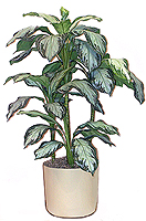 4' Silk Silver Bay Chinese Evergreen Bush  
Item#: S24082
