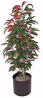 5' Silk Mango Bush, Burgundy  
Item#: S25113-GB