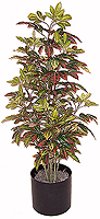 5' Silk Croton Bush  
Item#: S25133