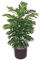 4.5' Silk Butterfly Palm  
Item#: S25311