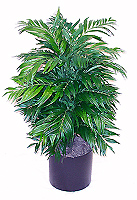 4.5' Silk Butterfly Palm, Double  
Item#: S25312