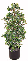 5' Silk Variegated Aralia Bush  
Item#: S25623