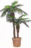 7' Silk Phoenix Palm, Double  
Item#: S47385